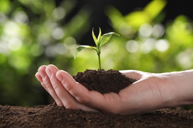 Woman holding young green seedling in soil against blurred background, closeup