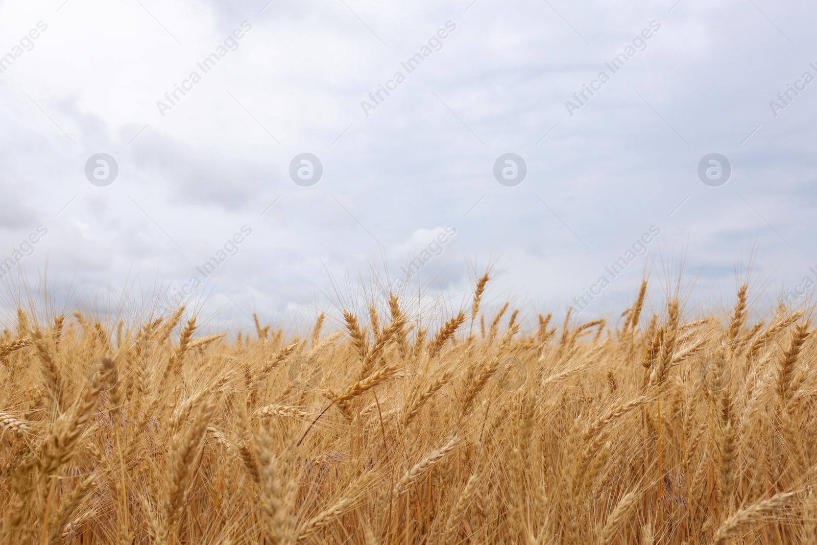 Photo of Beautiful agricultural field with ripe wheat crop on cloudy day