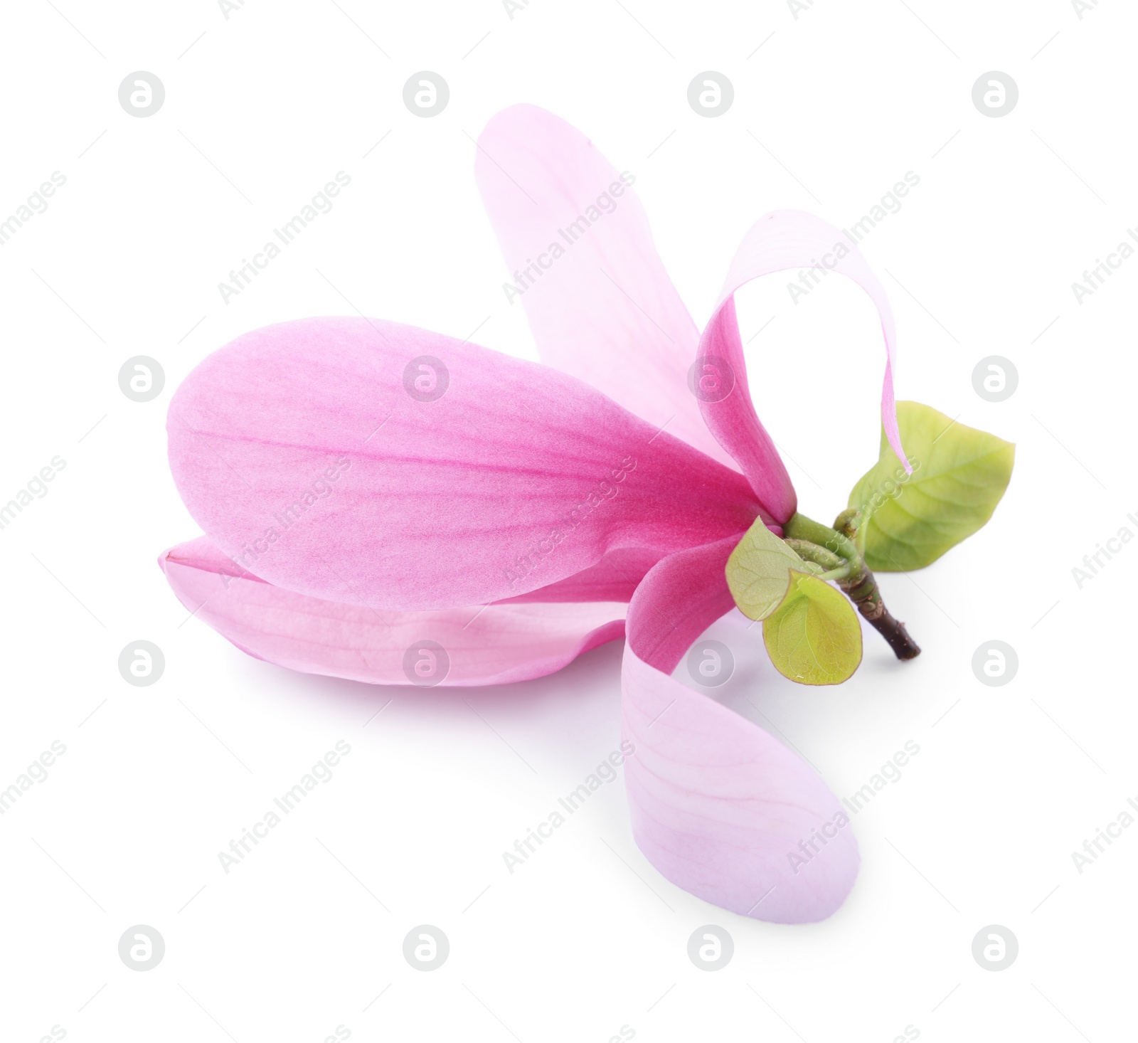 Photo of Beautiful pink magnolia flower isolated on white