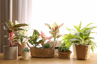 Photo of Collection of beautiful houseplants on wooden table indoors