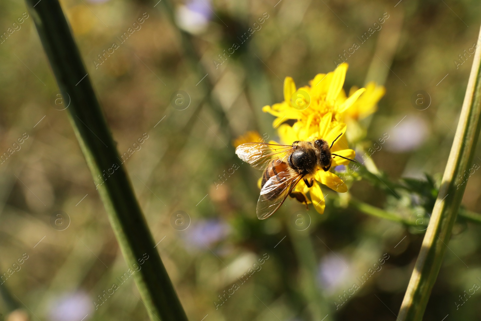 Photo of Honeybee collecting nectar from yellow flower outdoors, closeup. Space for text