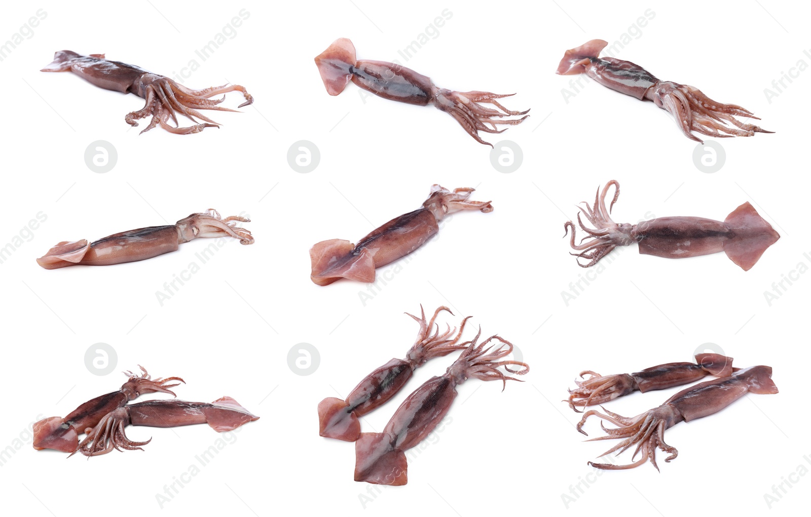 Image of Collage with fresh squids on white background