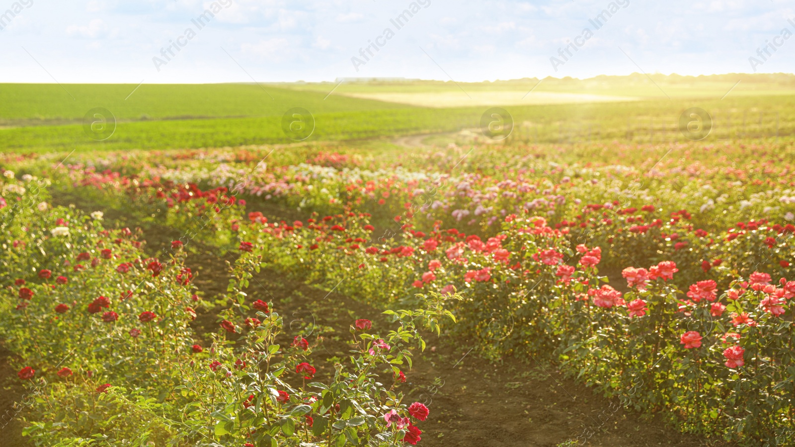 Photo of Bushes with beautiful roses outdoors on sunny day