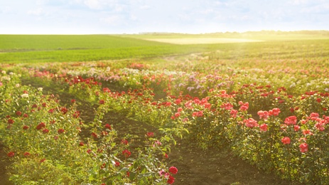 Photo of Bushes with beautiful roses outdoors on sunny day