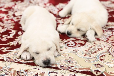 Cute little puppies sleeping on vintage carpet