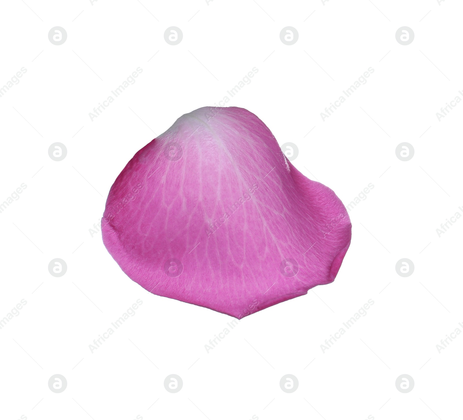 Photo of Pink rose flower petal on white background