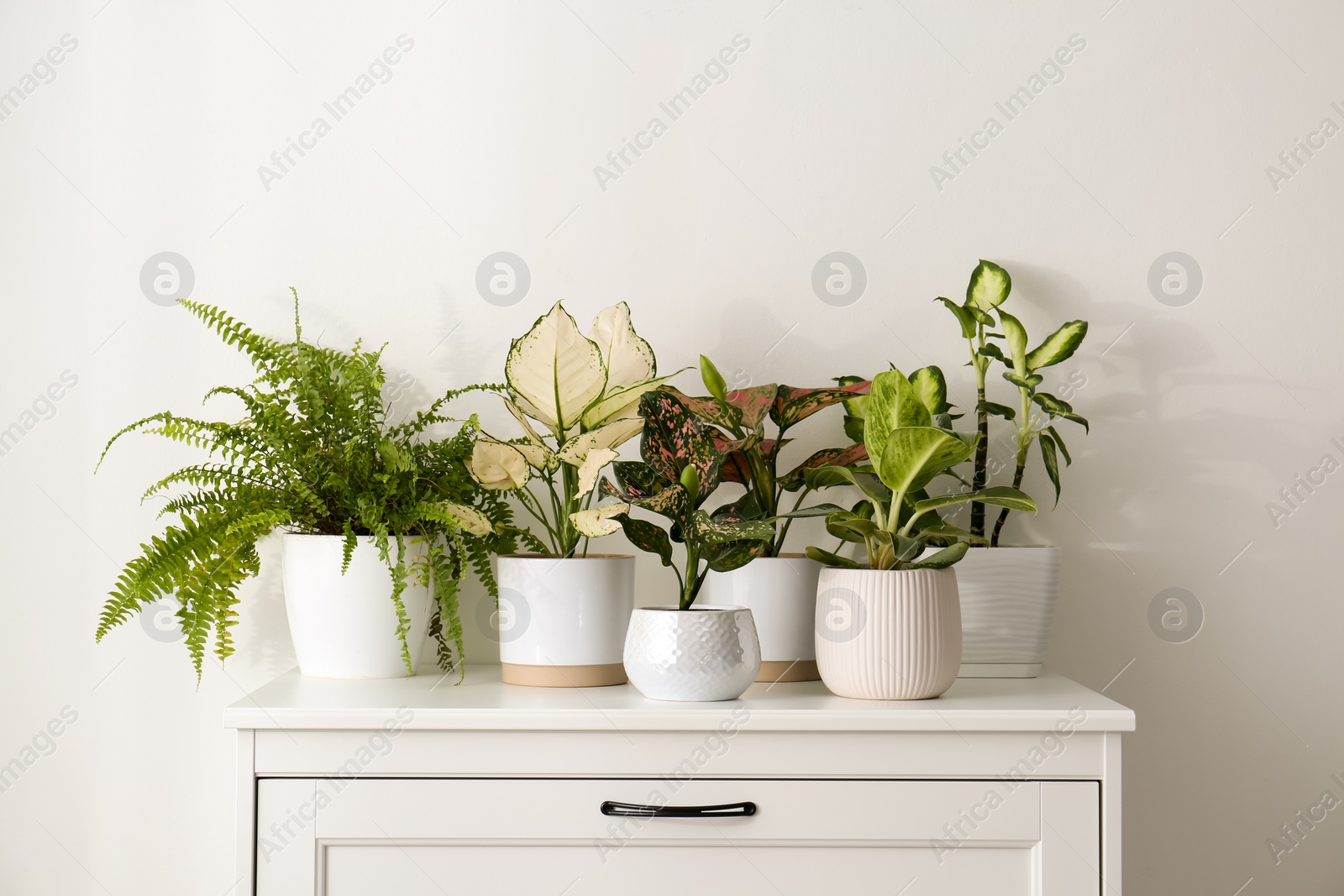 Photo of Exotic houseplants with beautiful leaves on chest of drawers at home