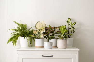 Exotic houseplants with beautiful leaves on chest of drawers at home