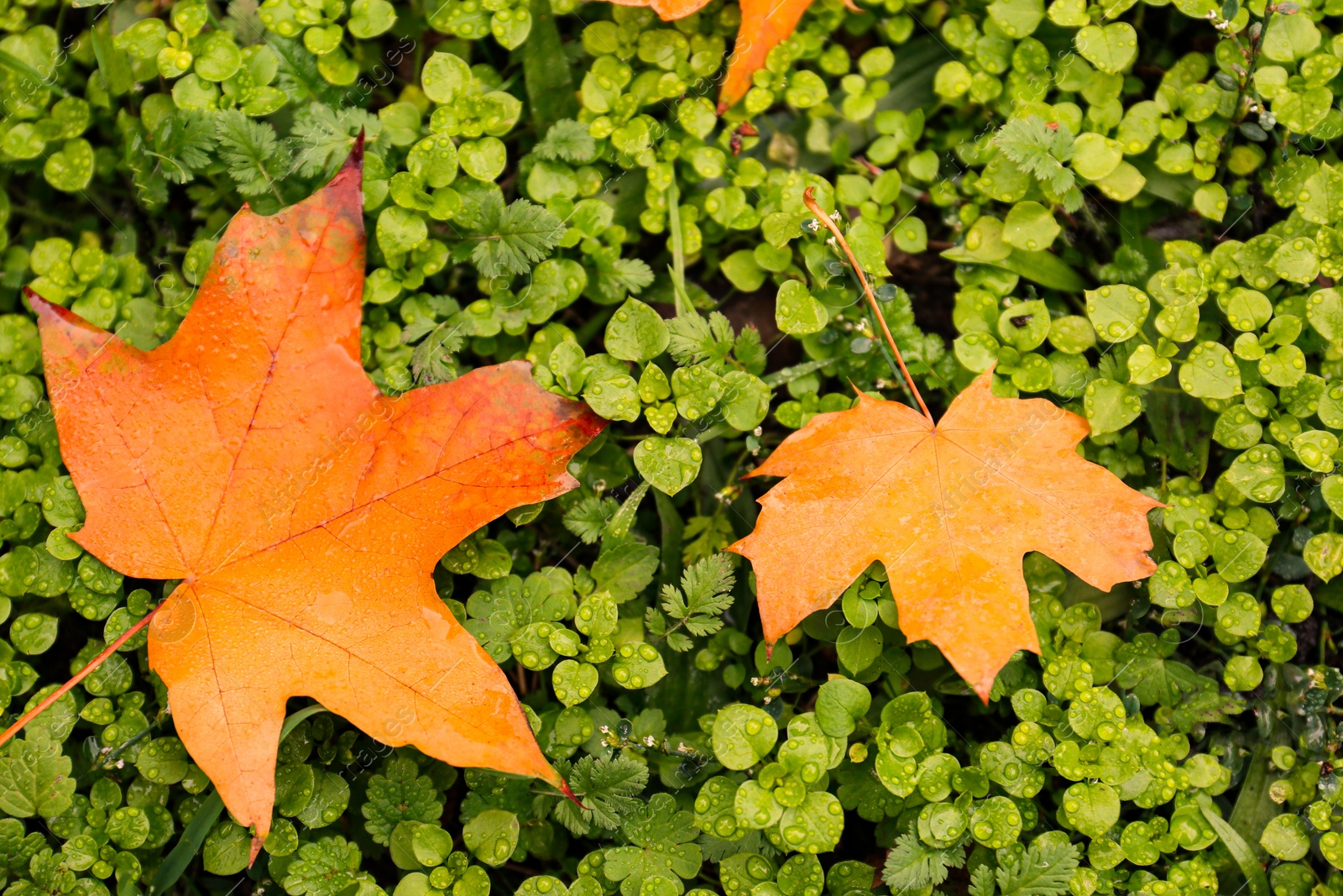 Photo of Colorful autumn leaves on green lawn in park, top view