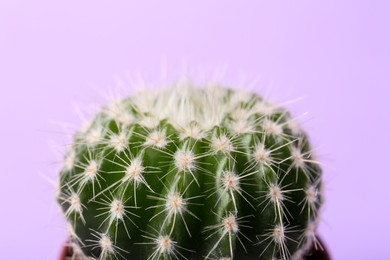 Photo of Beautiful green cactus on violet background, closeup. Tropical plant