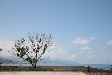 Photo of Beautiful tree growing near sea and mountains. Space for text