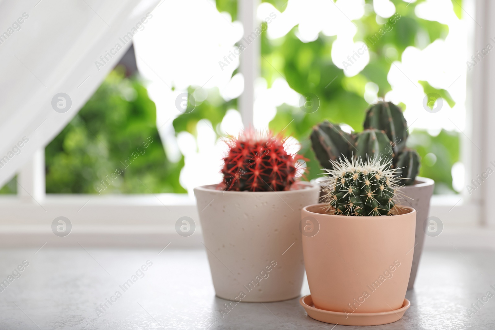 Photo of Beautiful different cacti in pots on windowsill