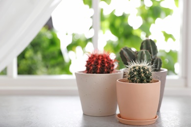 Beautiful different cacti in pots on windowsill