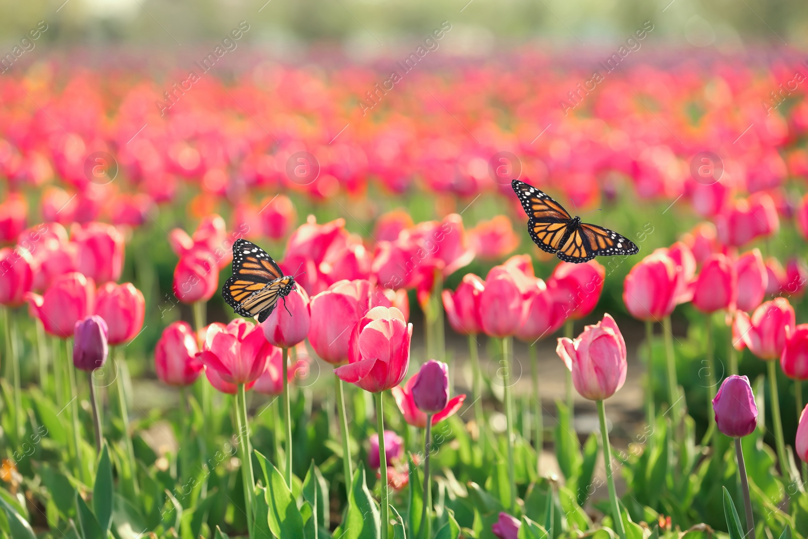 Image of Beautiful butterflies and blossoming tulips outdoors on sunny spring day