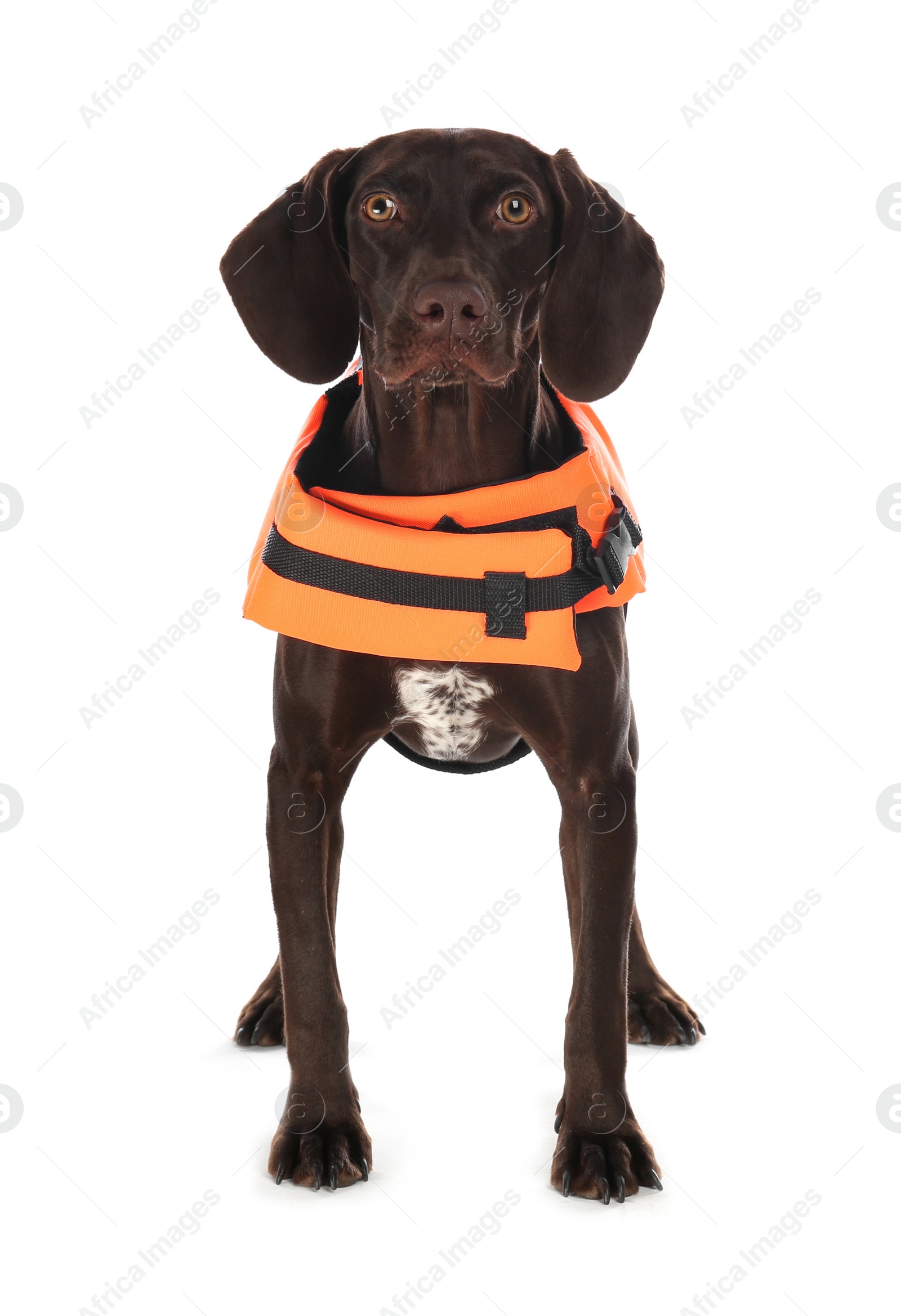 Photo of Dog rescuer in life vest on white background