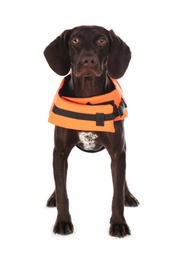 Dog rescuer in life vest on white background