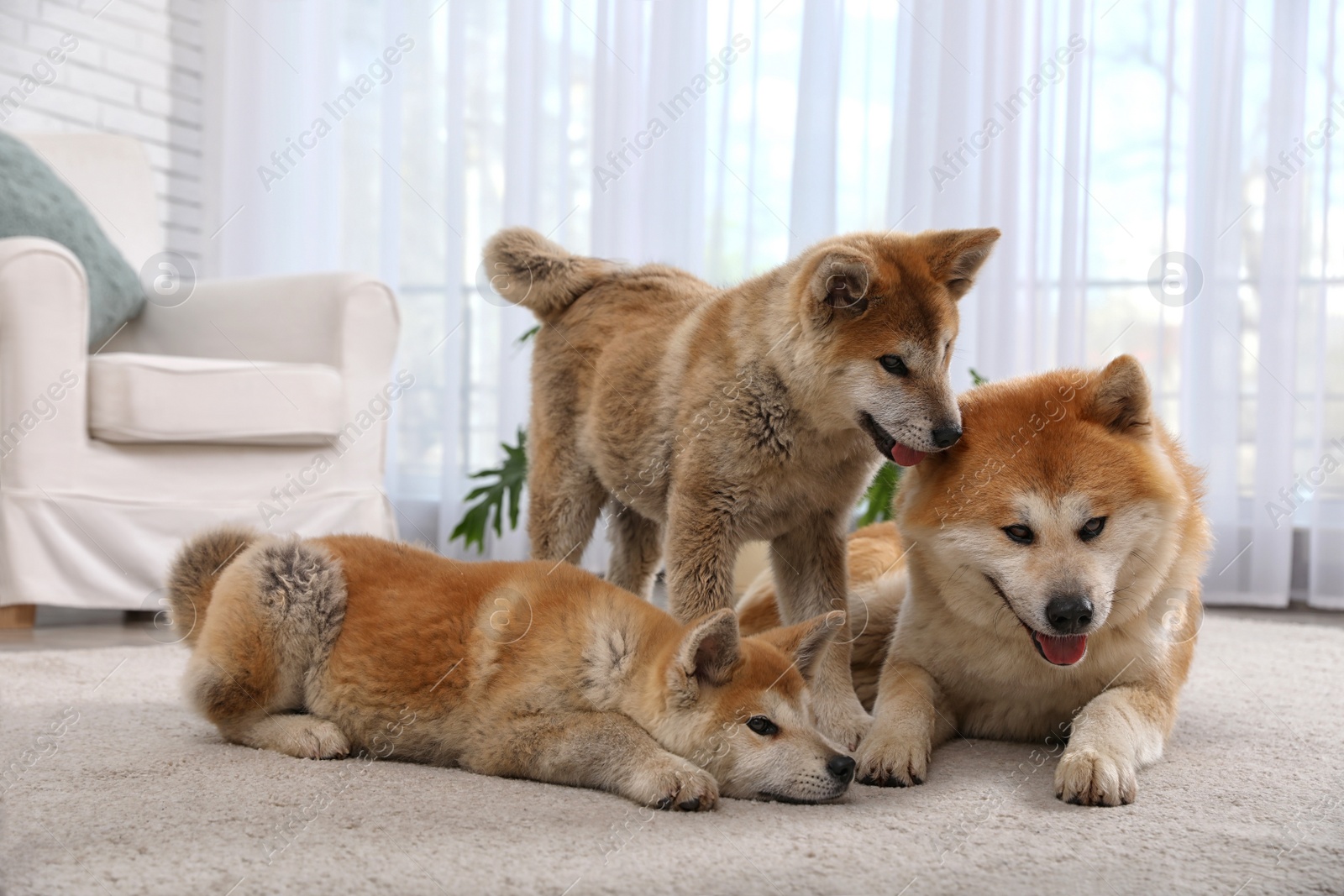 Photo of Adorable Akita Inu dog and puppies in living room