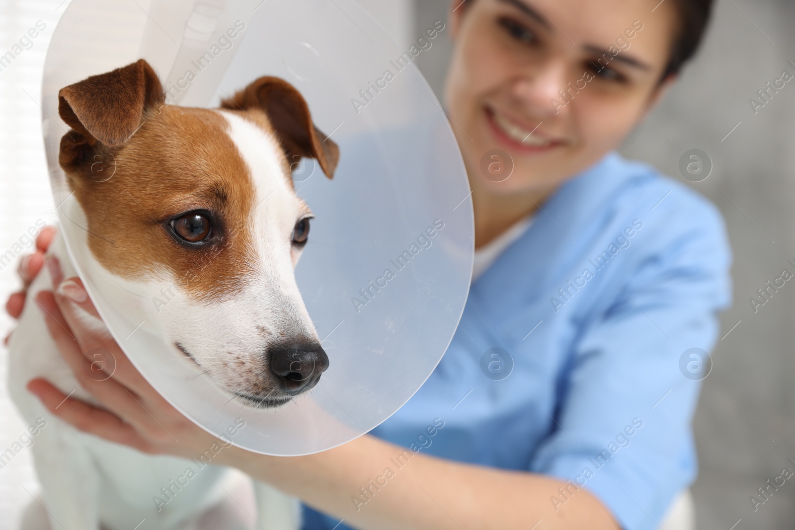Photo of Veterinarian and Jack Russell Terrier dog wearing medical plastic collar, focus on pet