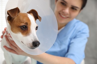 Photo of Veterinarian and Jack Russell Terrier dog wearing medical plastic collar, focus on pet