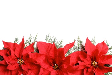 Photo of Flat lay composition with poinsettia and space for text on white background. Traditional Christmas flower