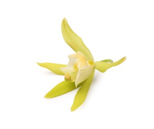 Photo of Yellow vanilla orchid flower isolated on white