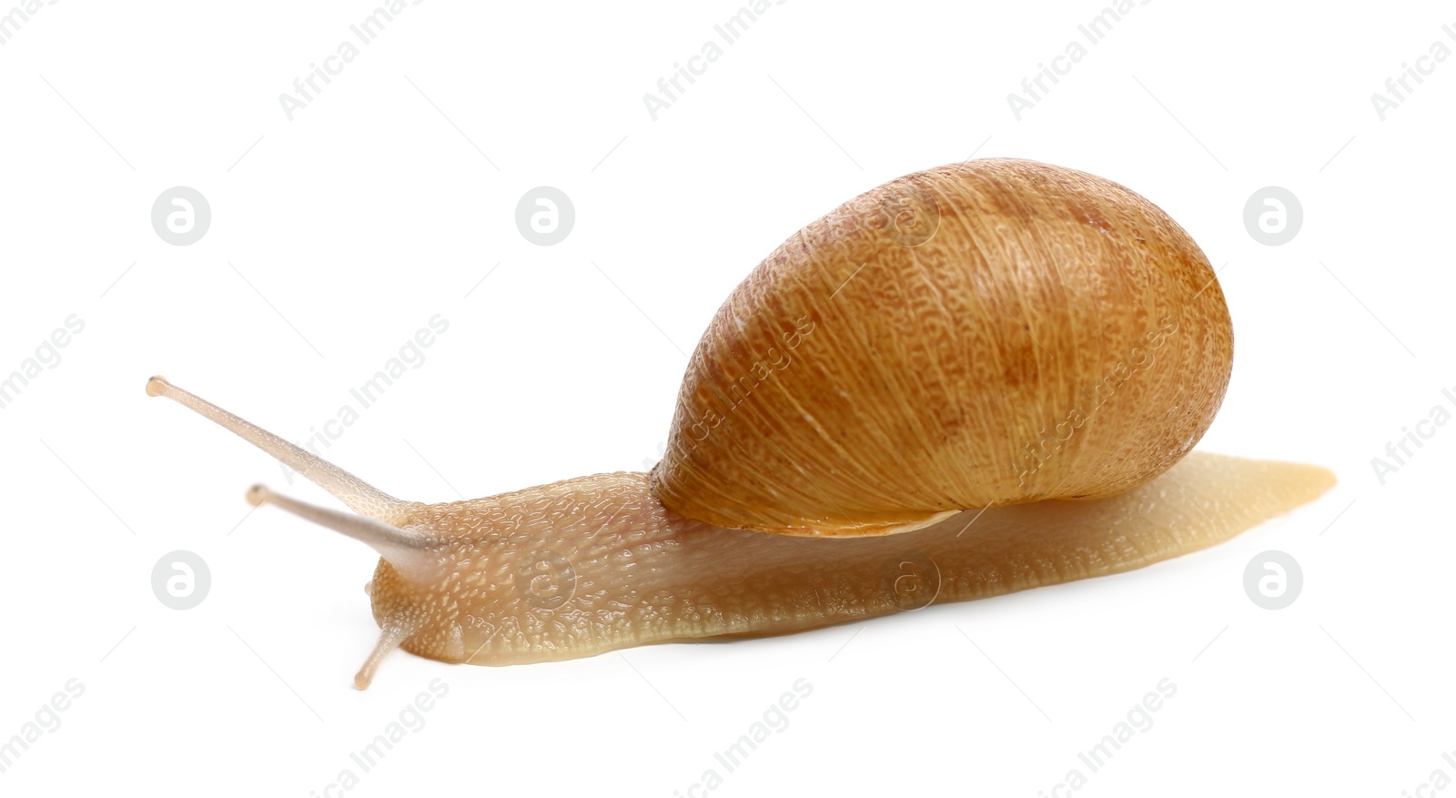 Photo of Common garden snail crawling on white background