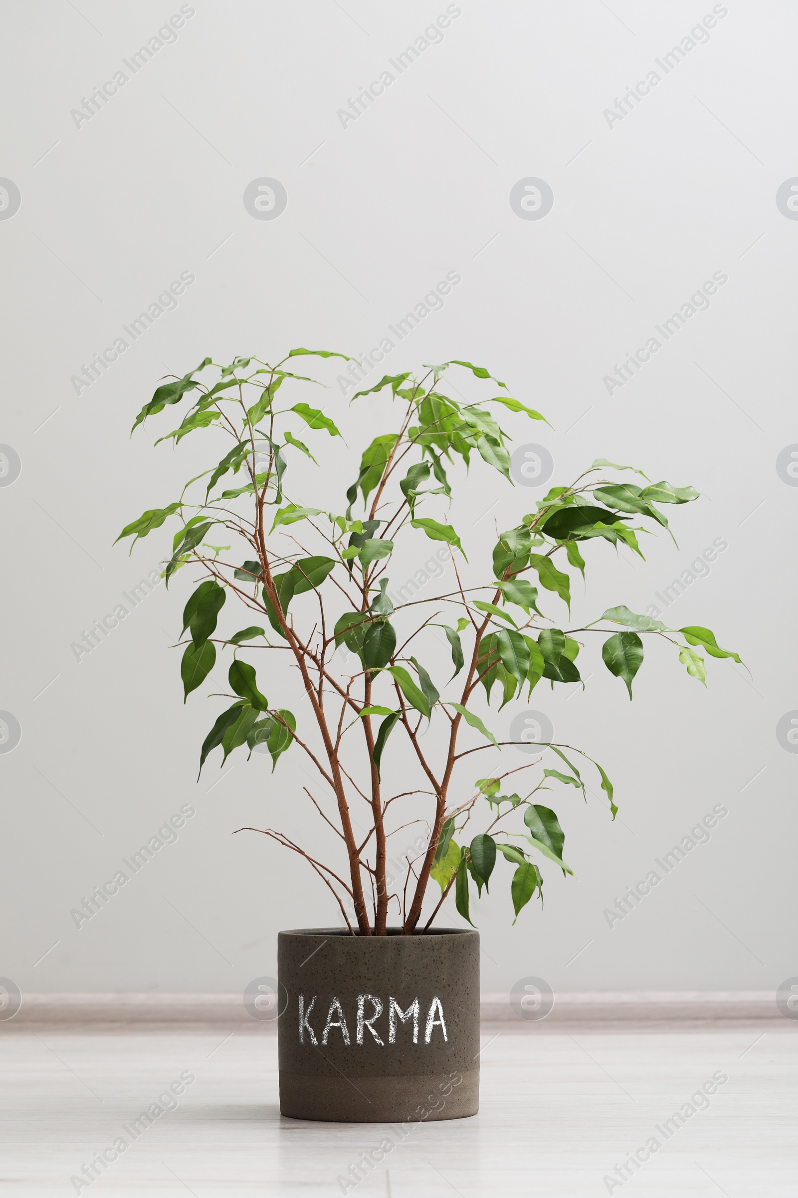 Photo of Beautiful houseplant with word Karma on floor near grey wall