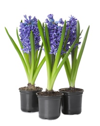 Photo of Beautiful spring hyacinth flowers isolated on white