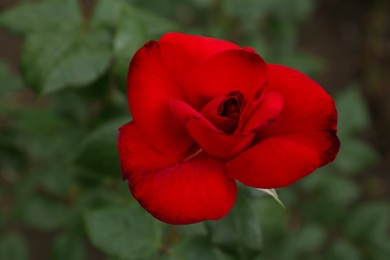 Photo of Beautiful red rose growing in garden, top view