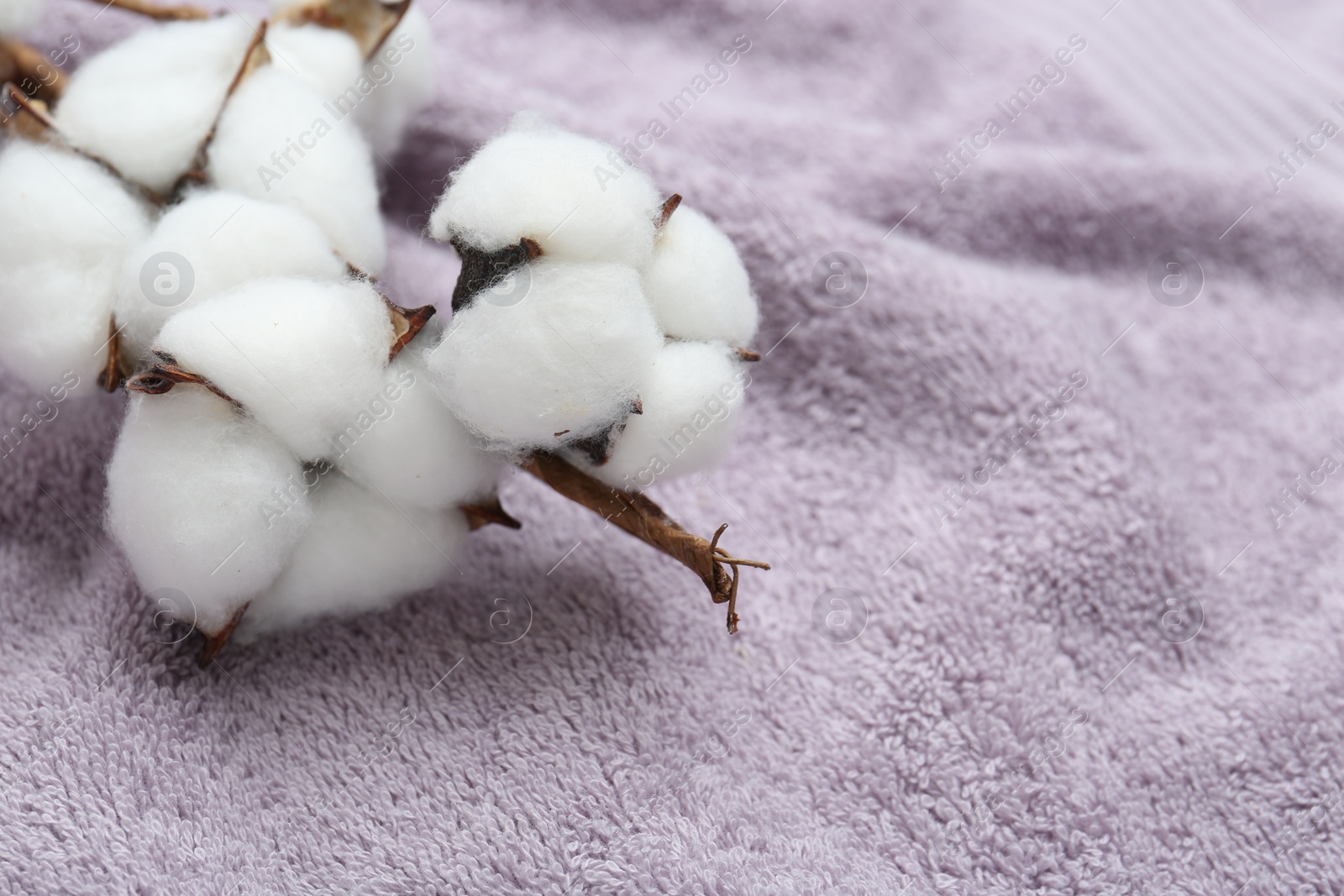 Photo of Cotton flowers on violet terry towel, closeup. Space for text