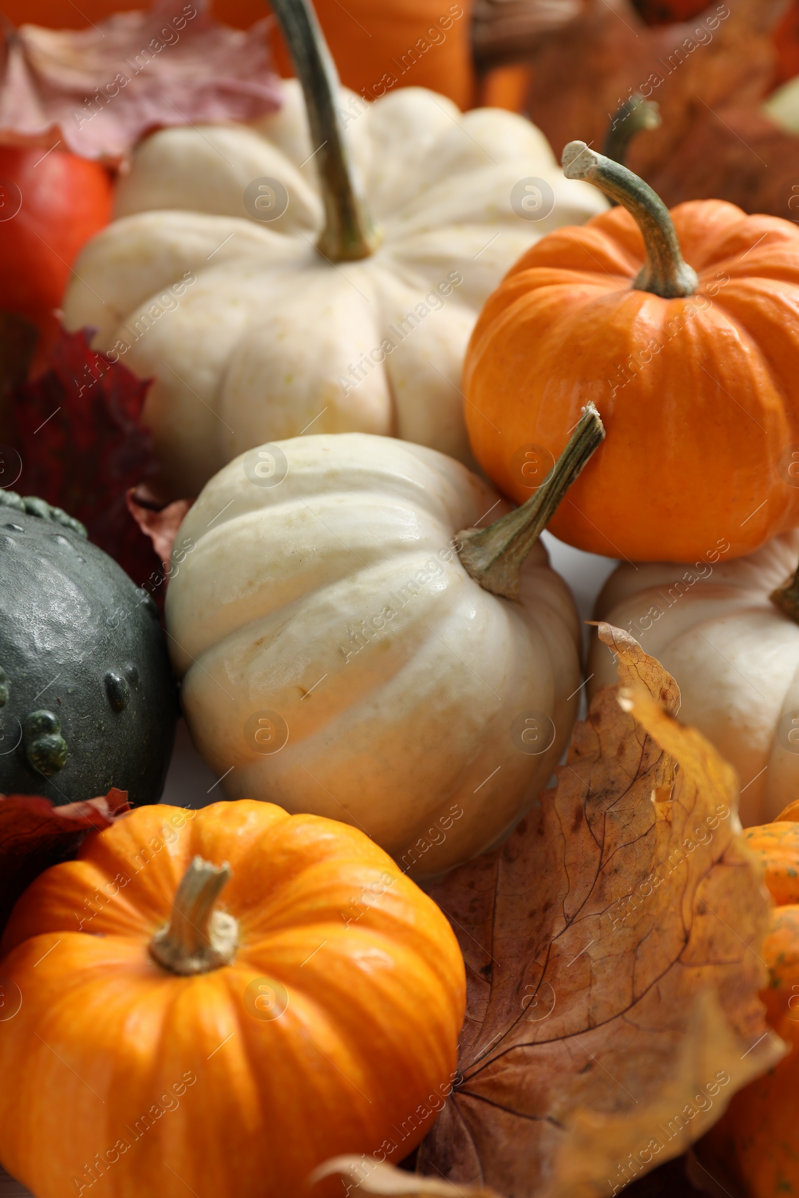 Photo of Thanksgiving day. Many different pumpkins and dry leaves on table, closeup