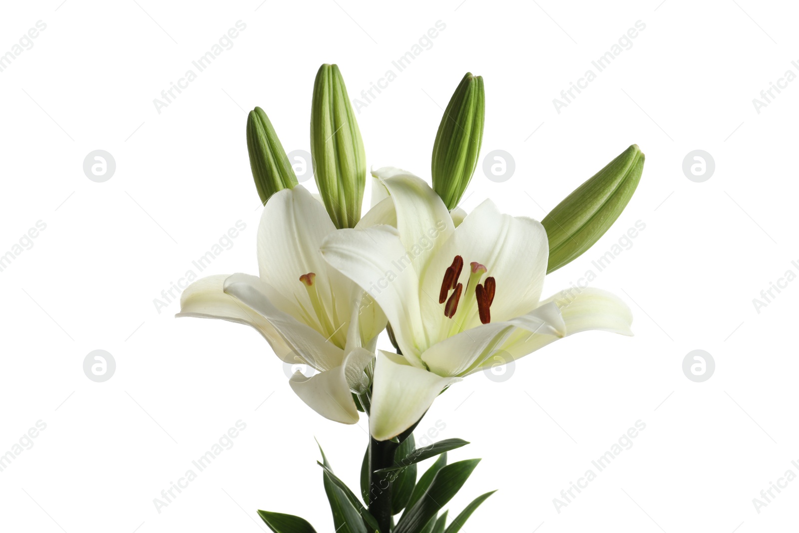 Photo of Beautiful blooming lily flowers on white background