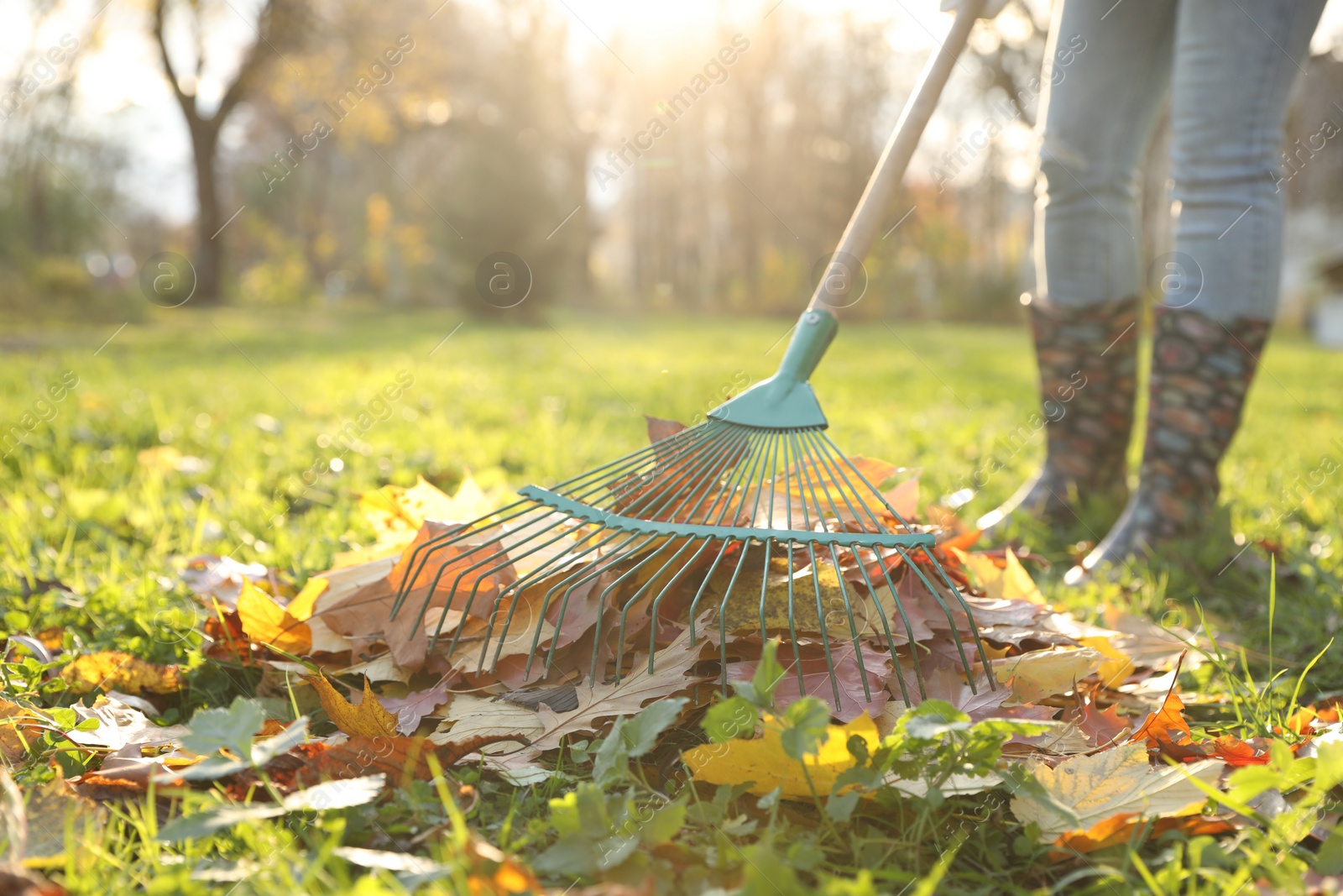 Photo of Woman raking fall leaves in park, closeup. Space for text