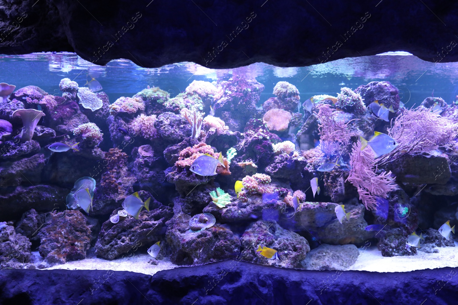 Photo of Different beautiful tropical fishes in large aquarium