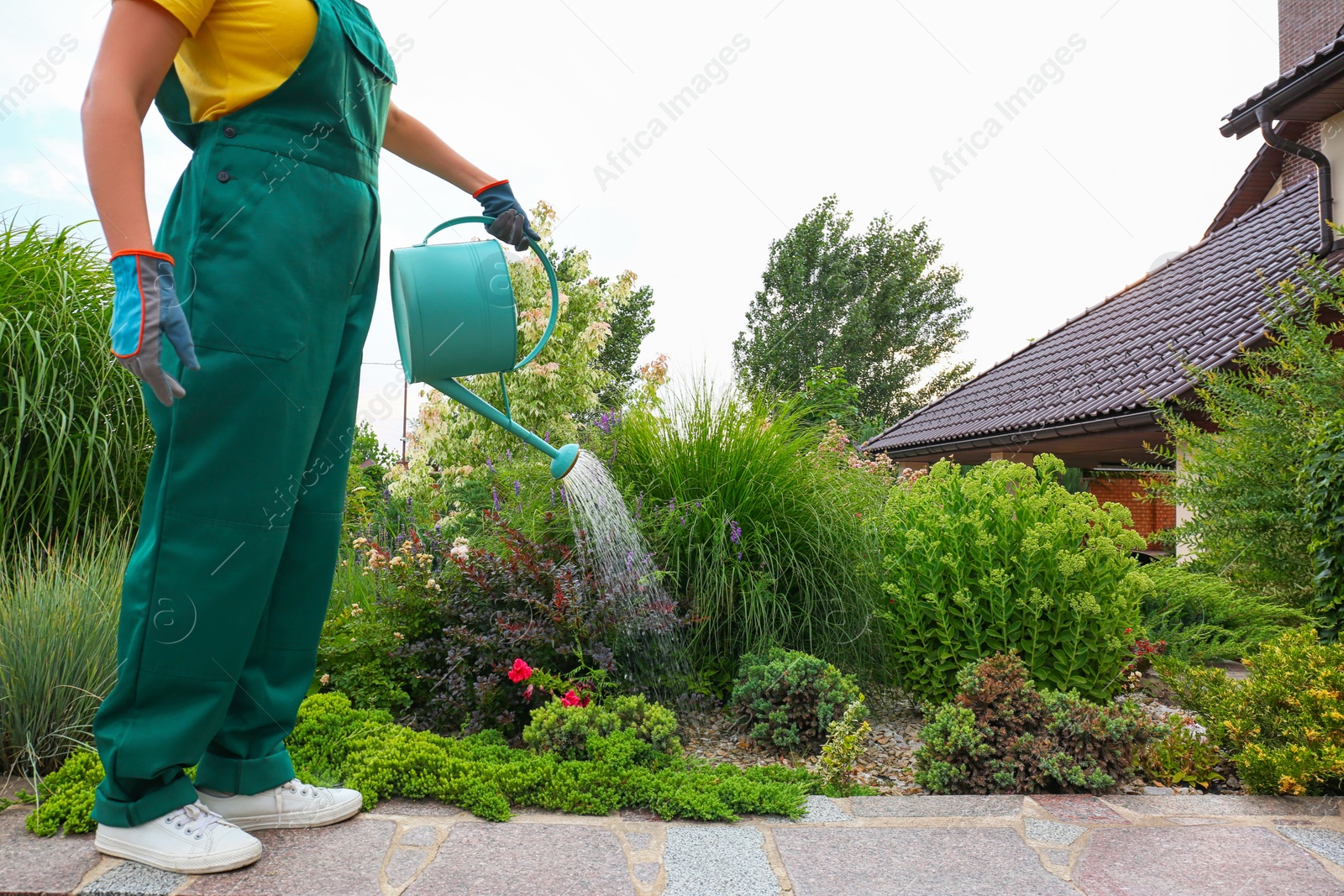 Photo of Worker watering plant at backyard, closeup. Home gardening