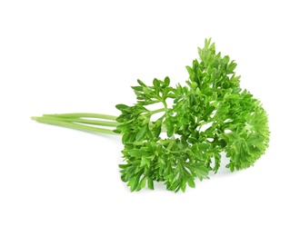 Fresh green organic parsley on white background