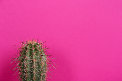 Photo of Beautiful tropical cactus plant on violet background, space for text