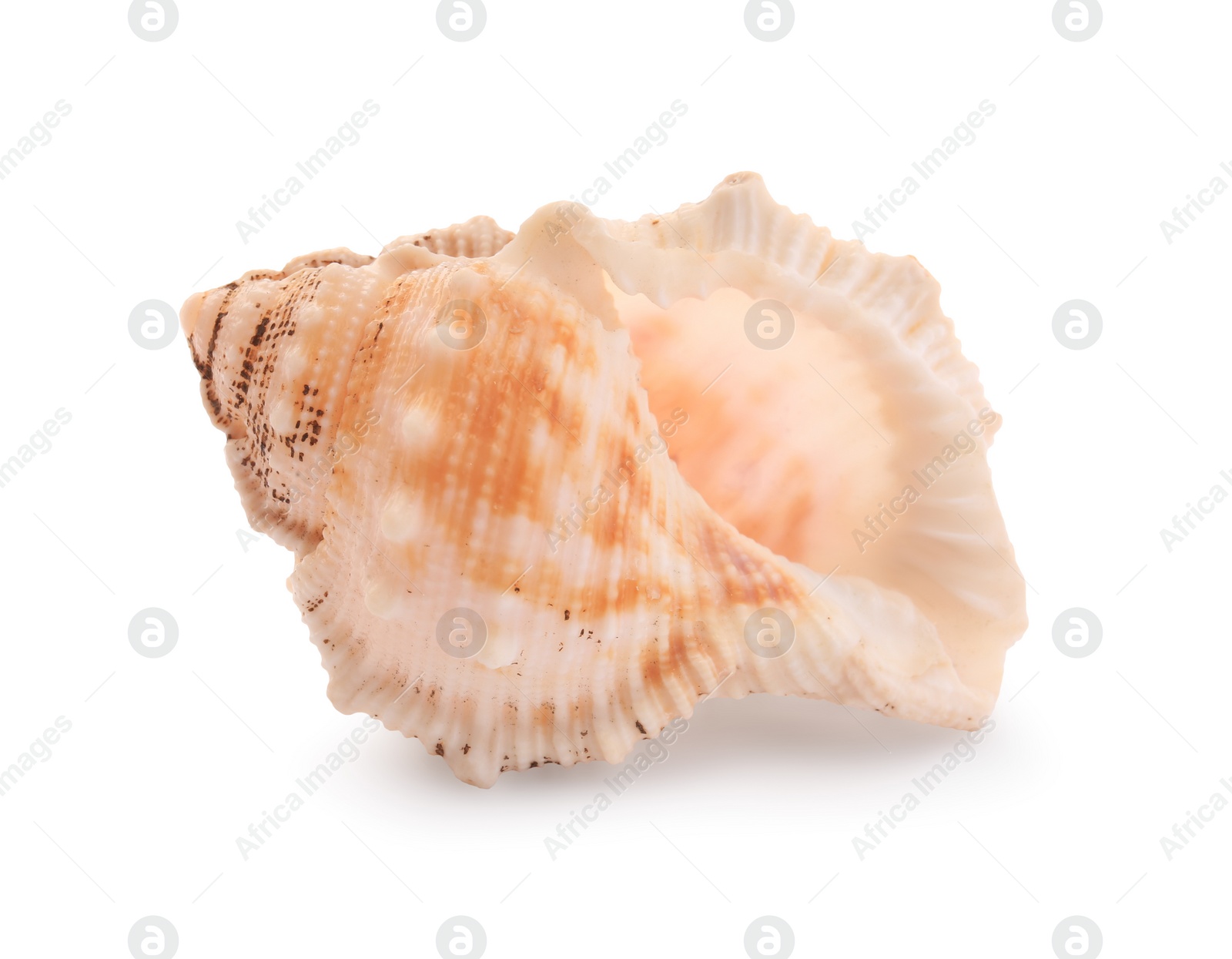 Photo of Beautiful seashell isolated on white. Beach object