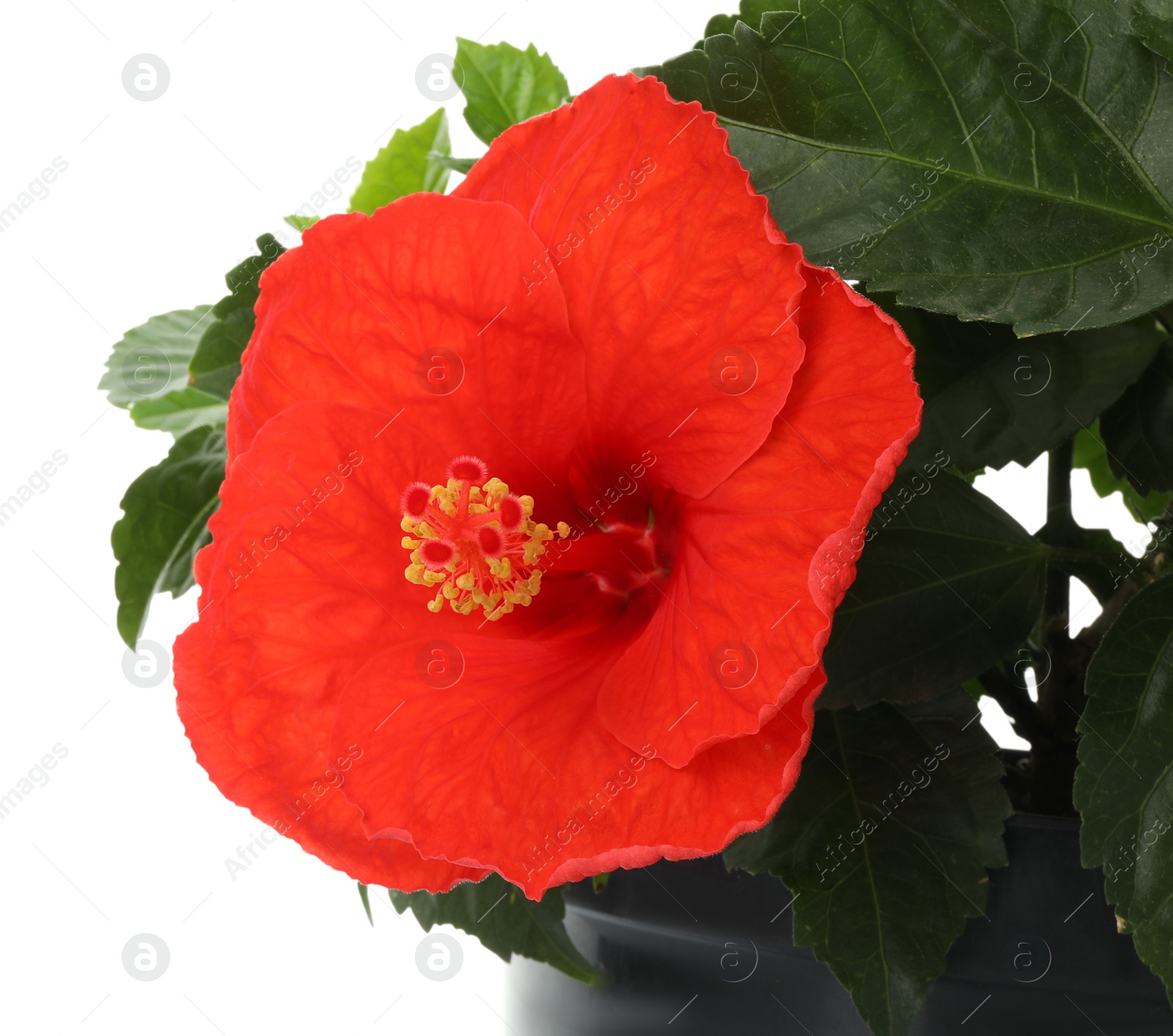 Photo of Beautiful red hibiscus flower and green leaves isolated on white