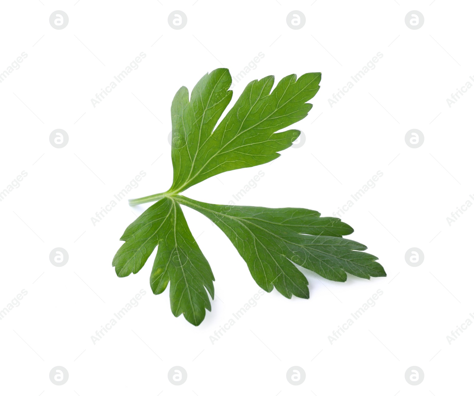 Photo of Aromatic fresh green parsley isolated on white