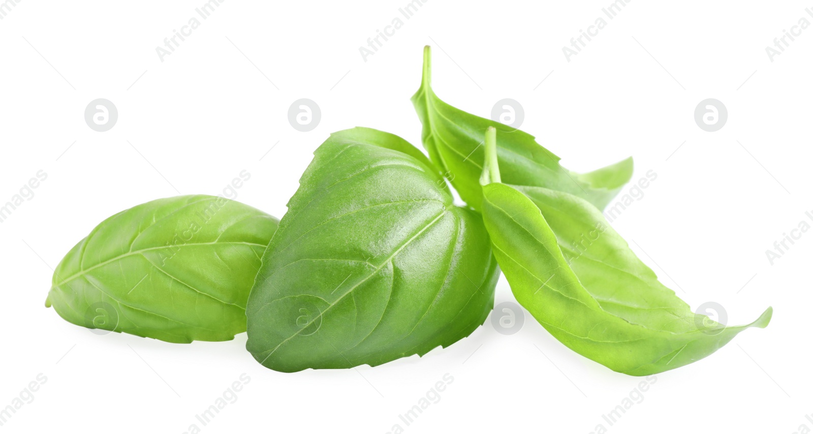 Photo of Fresh green basil leaves isolated on white