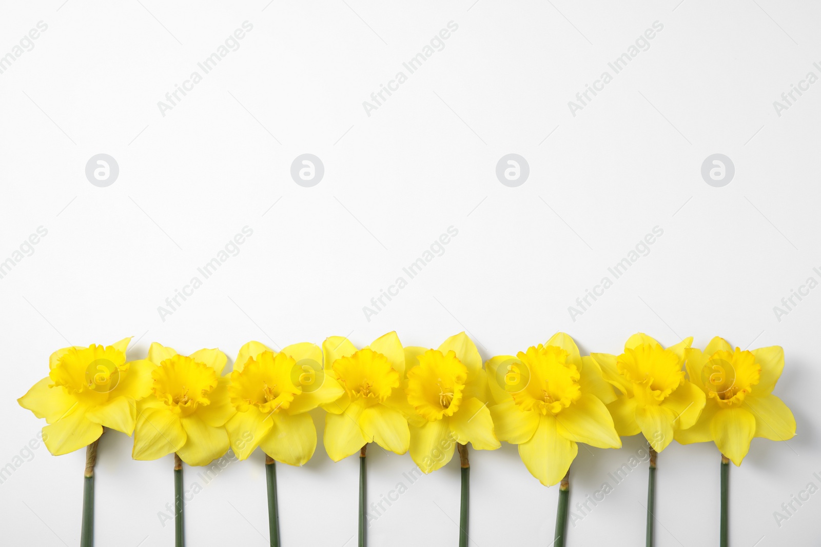 Photo of Composition with daffodils on white background, top view. Fresh spring flowers