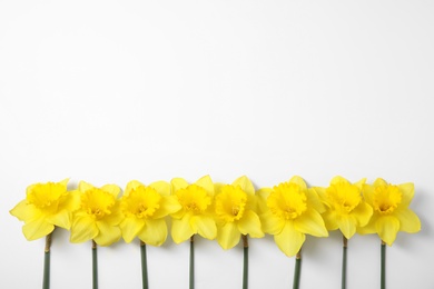 Photo of Composition with daffodils on white background, top view. Fresh spring flowers