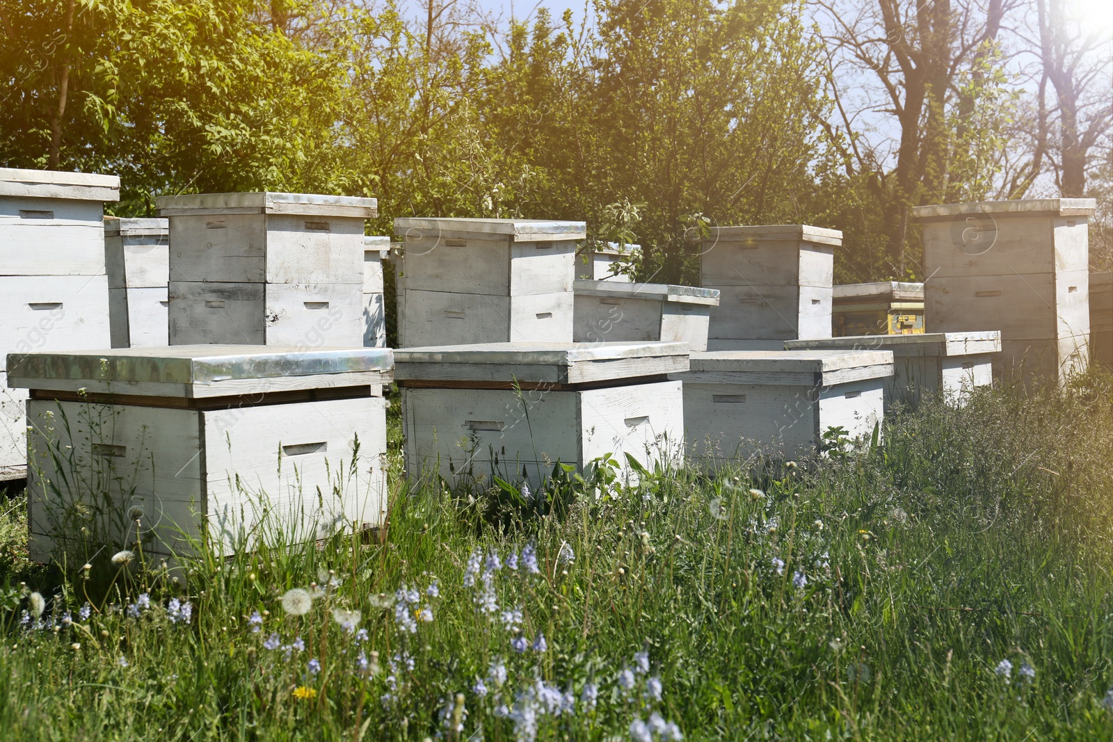 Photo of Many white bee hives at apiary on spring day