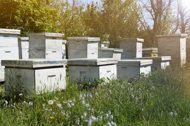 Many white bee hives at apiary on spring day