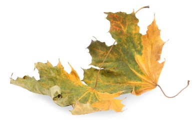 Photo of Autumn season. Dry maple leaves isolated on white
