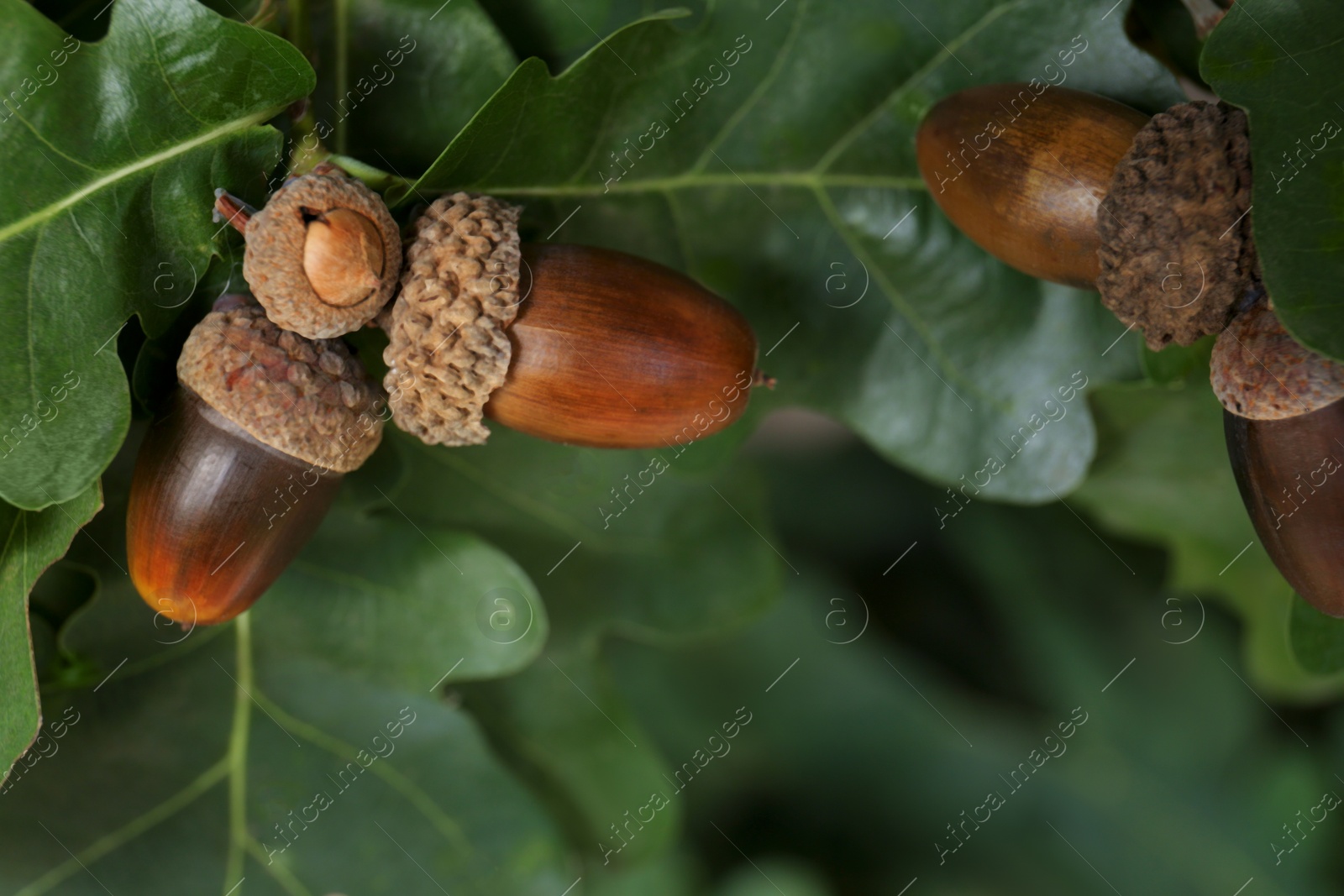 Photo of Oak branch with acorns and leaves outdoors, closeup