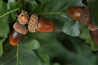 Photo of Oak branch with acorns and leaves outdoors, closeup