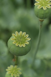 Photo of Green poppy heads growing in field, closeup