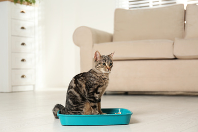 Photo of Tabby cat in litter box at home